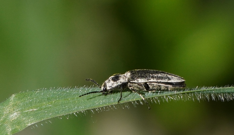 Elateridae da identificare