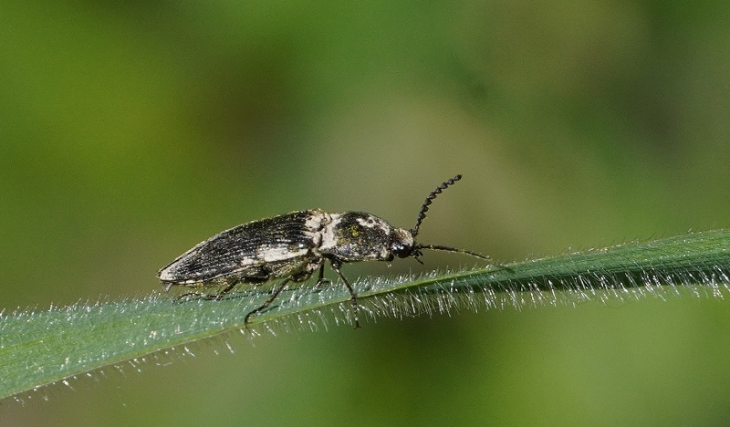 Elateridae da identificare