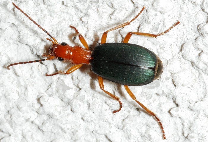 Brachinus crepitans da confermare.