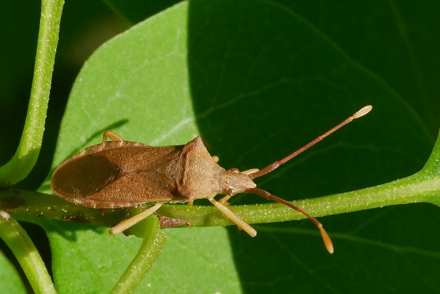 Gonocerus acuteangulus di Sassoferrato (AN)