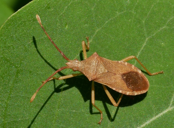 Gonocerus acuteangulus di Sassoferrato (AN)