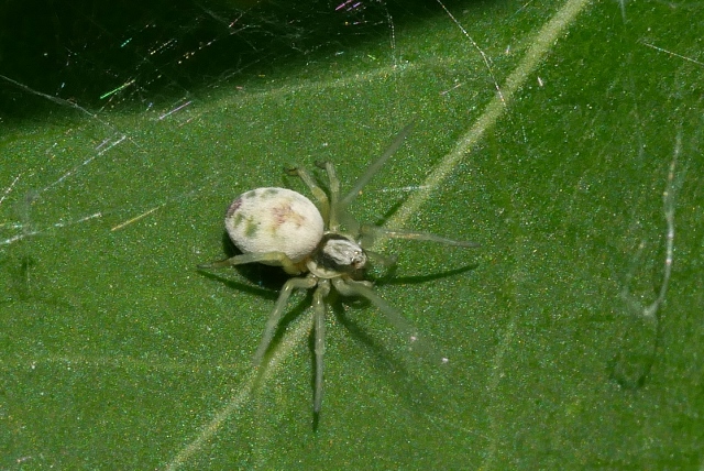 Minuscolo ragno da identificare