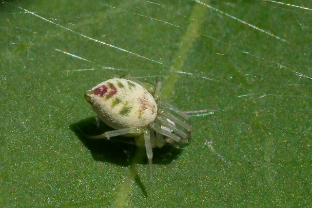 Minuscolo ragno da identificare