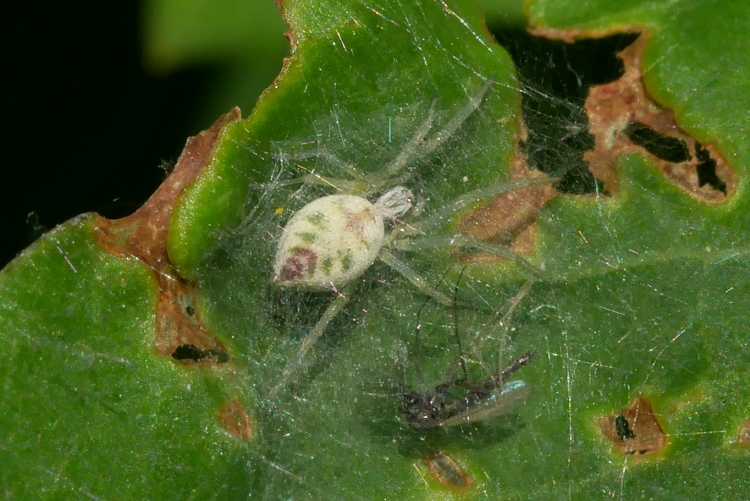 Minuscolo ragno da identificare