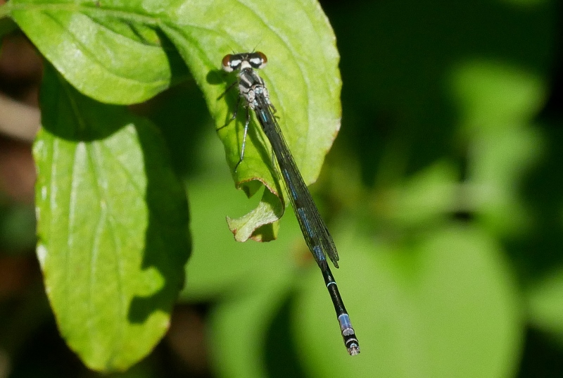 Coenagrion puella ?