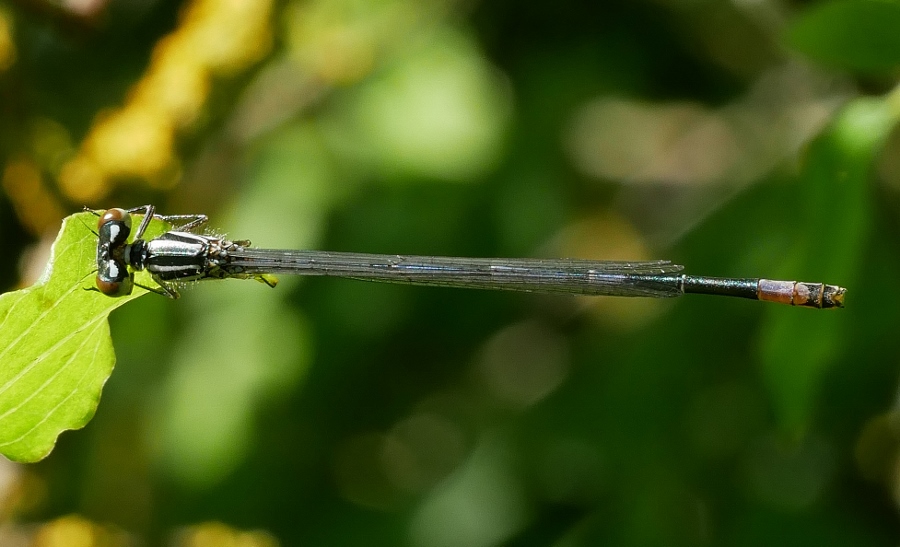 Coenagrion puella ?