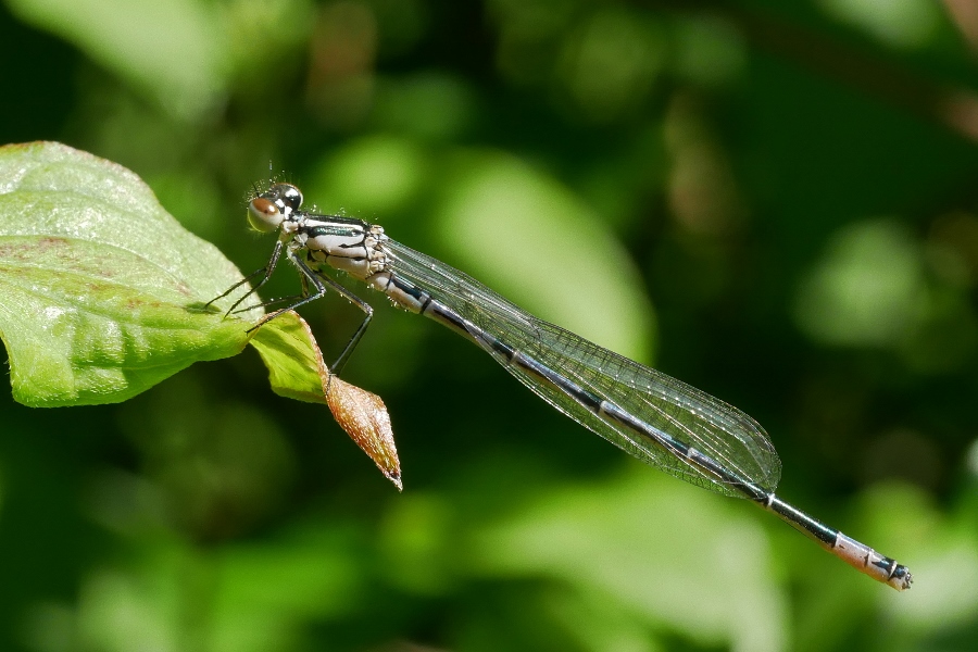 Coenagrion puella ?