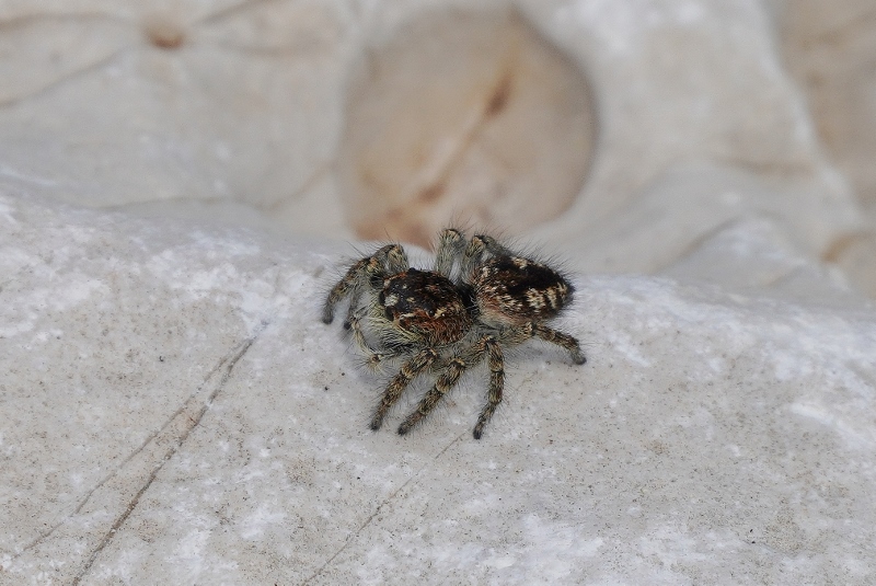 Grosso Salticidae da identificare