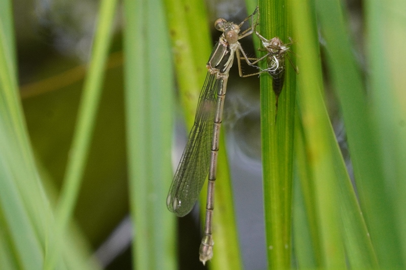 Neo sfarfallato da identificare: Chalcolestes cfr. parvidens