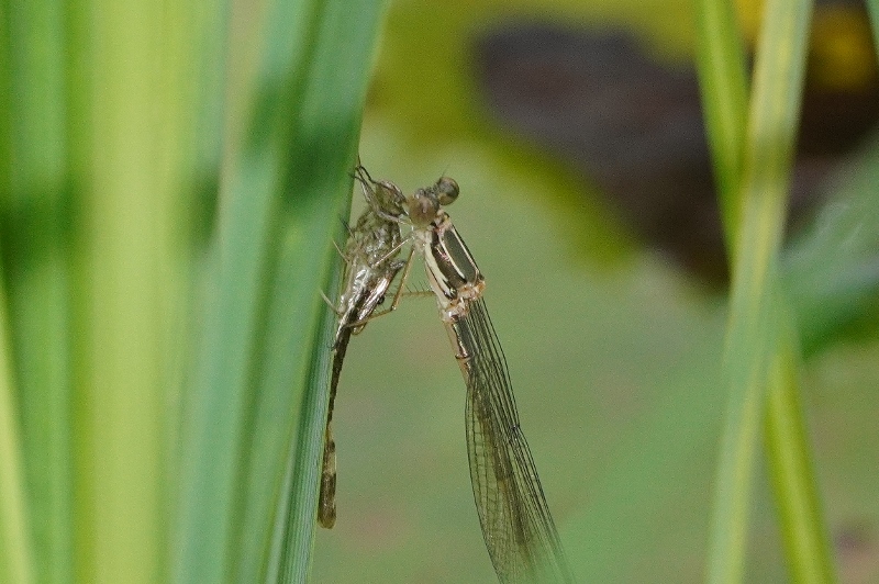 Neo sfarfallato da identificare: Chalcolestes cfr. parvidens