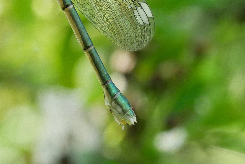 Neo sfarfallato da identificare: Chalcolestes cfr. parvidens