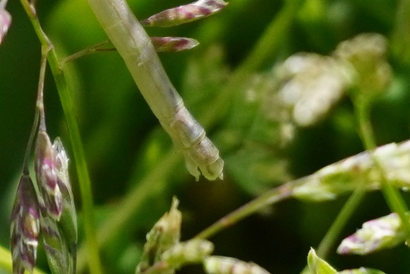 Enallagma cyathigerum da confermare: s, tutti