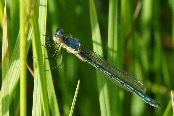 Aiuto identificazione