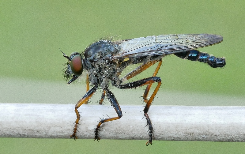 Pu essere un Asilidae? Si. Maschio, s.f. Asilinae