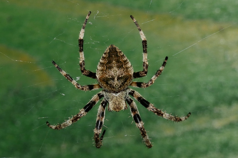 Araneus angulatus?