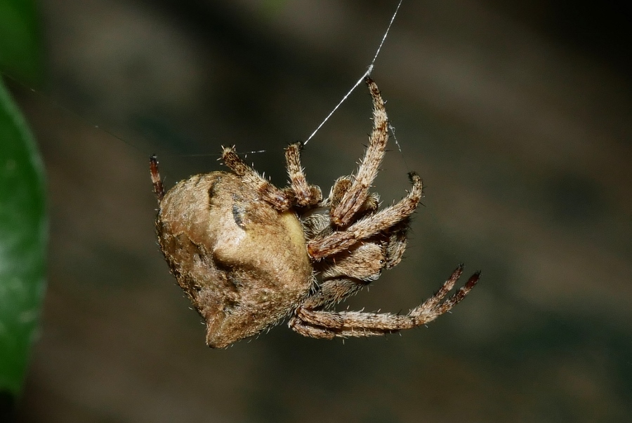 Araneus da confermare