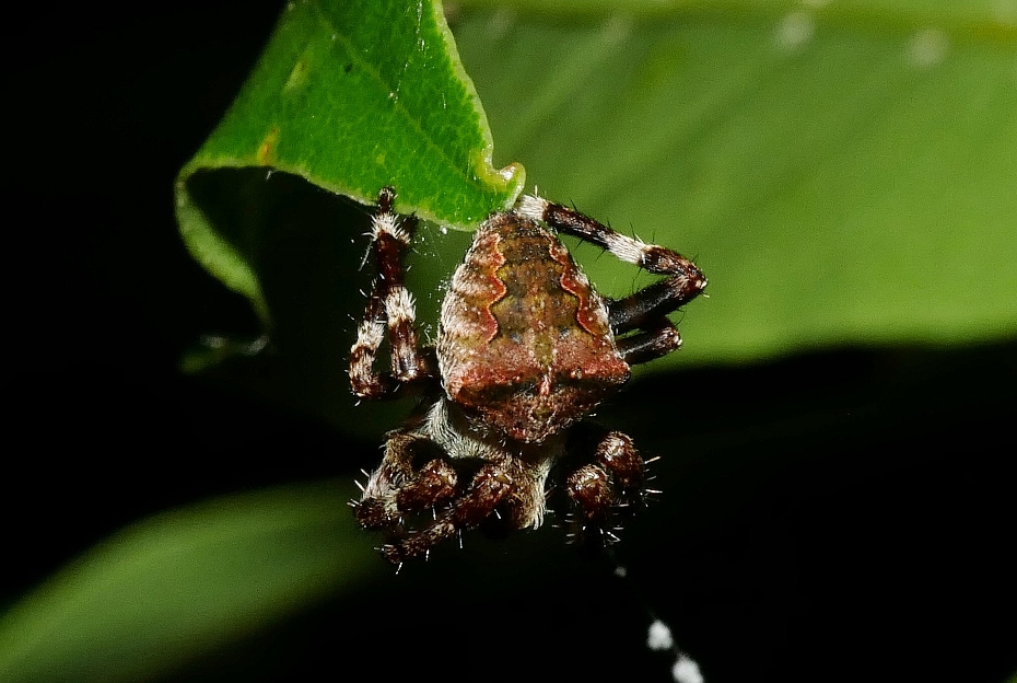 Araneus da confermare