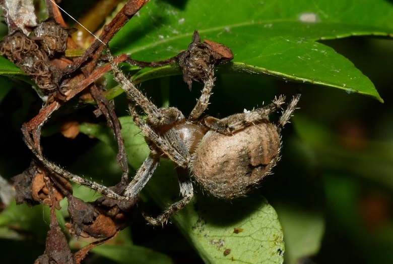 Araneidae da identificare