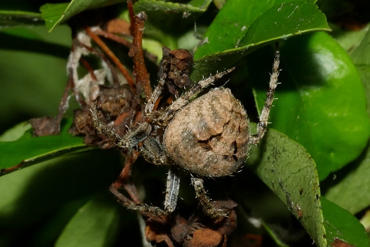 Araneidae da identificare