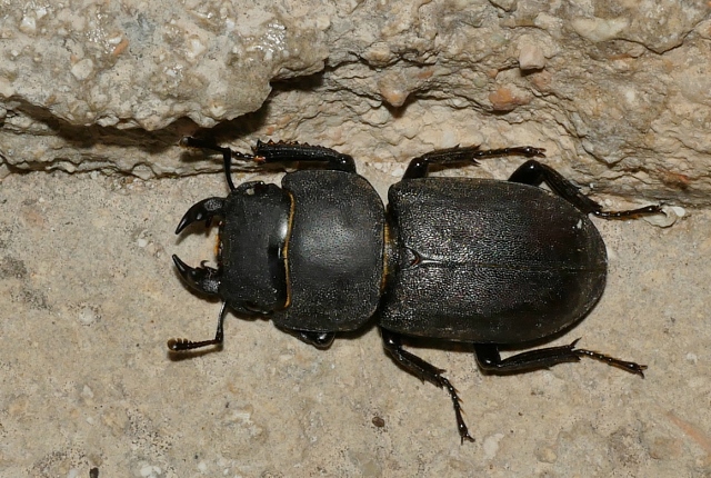 Lucanidae: Dorcus parallelopipedus? S, D. parallelipipedus