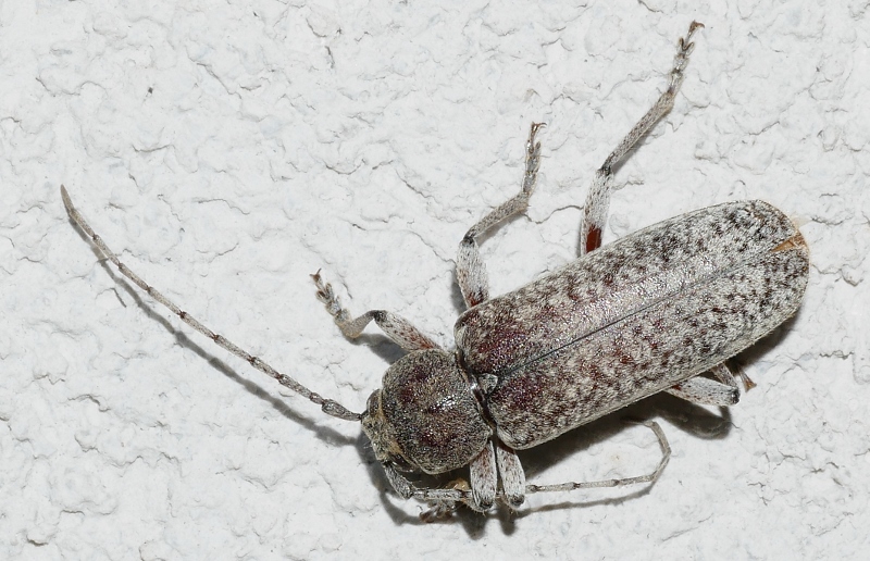 Cermbycidae: Trichoferus holosericeus