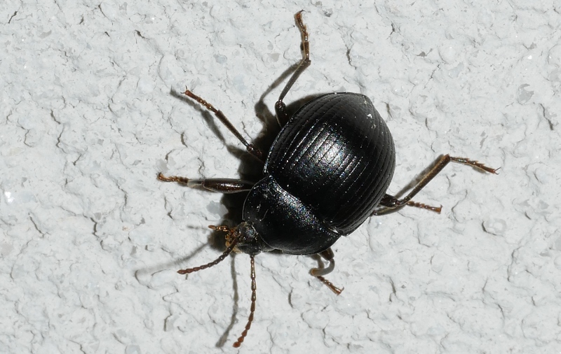 Tenebrionidae: Accanthopus velikensis