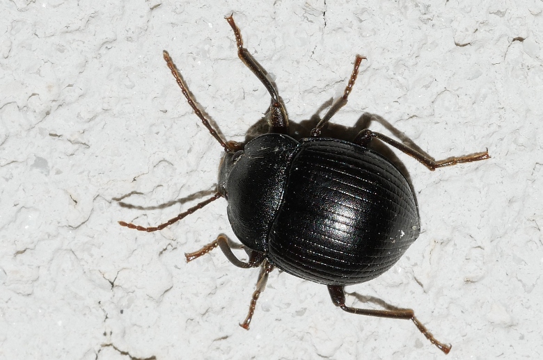 Tenebrionidae: Accanthopus velikensis