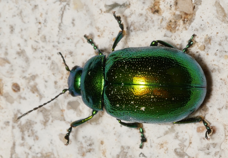 Chrysomelidae: Chrysolina herbacea