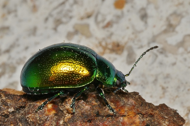 Chrysomelidae: Chrysolina herbacea