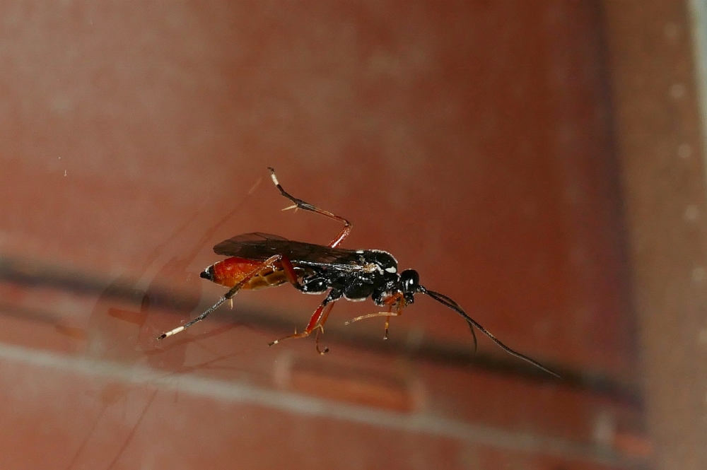 Ichneumonidae Cryptinae sp.