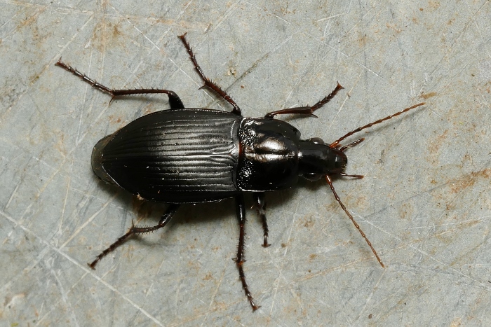 Carabidae: Calathus fuscipes