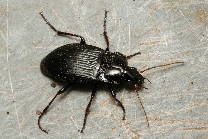 Carabidae: Calathus fuscipes