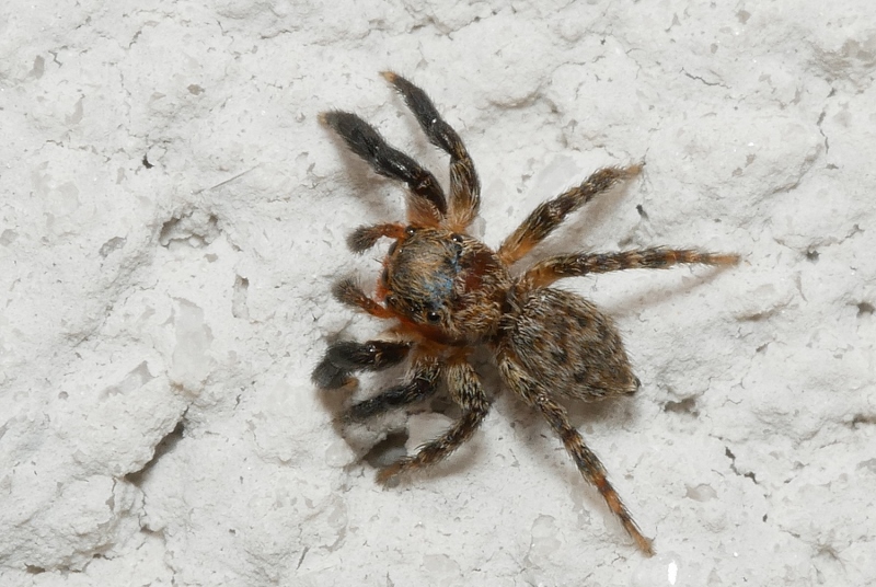 Piccolo Salticidae: maschio di Euophrys rufibarbis