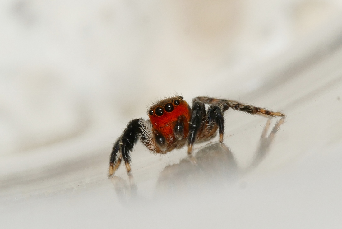 Piccolo Salticidae: maschio di Euophrys rufibarbis