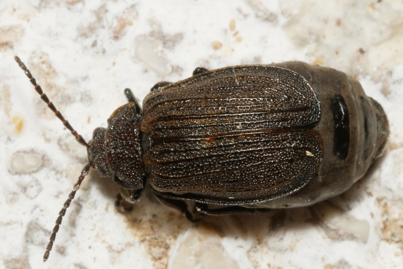 Chrysomelidae: Galeruca pomonae? Femmina di Galeruca sp.