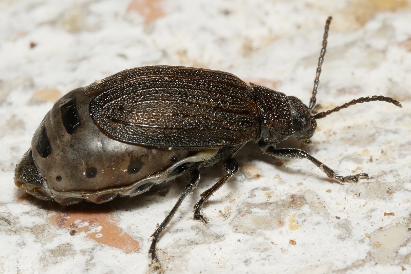 Chrysomelidae: Galeruca pomonae? Femmina di Galeruca sp.