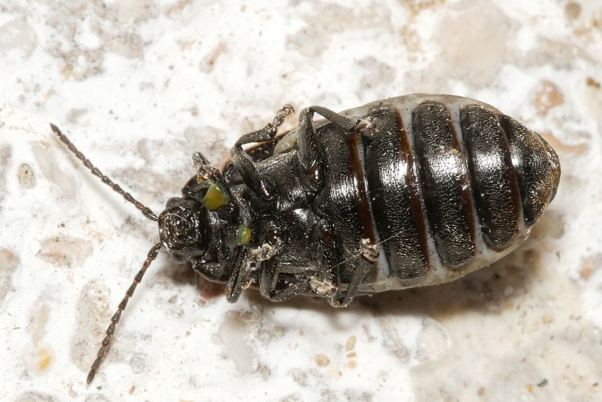 Chrysomelidae: Galeruca pomonae? Femmina di Galeruca sp.