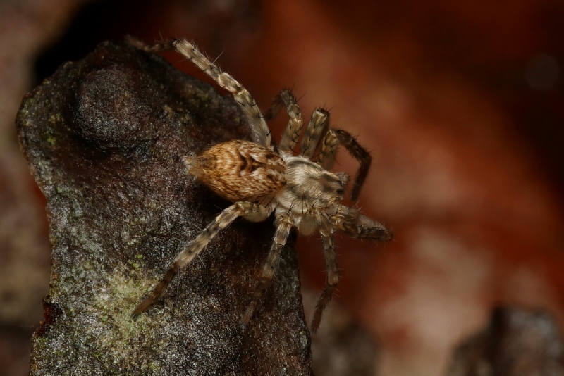 Anyphaena accentuata/sabina