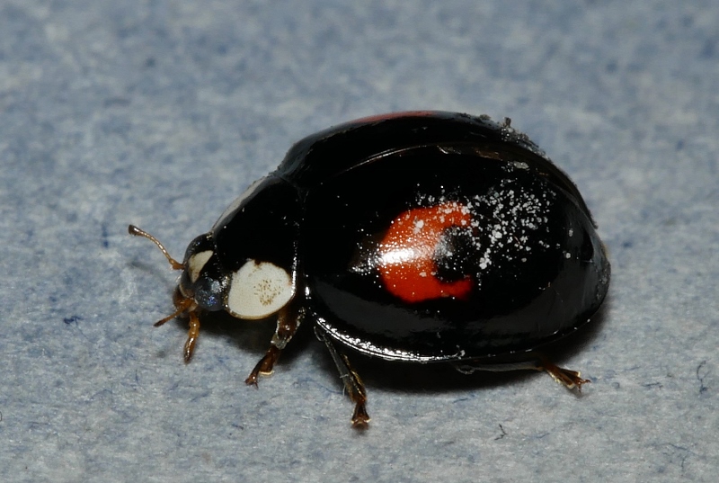 Piccola coccinella da identificare.