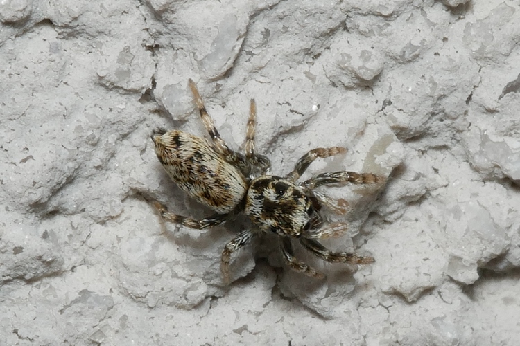 Piccolissimo salticidae da identificare.