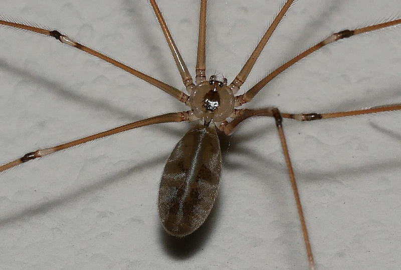 Pholcus phalangioides?