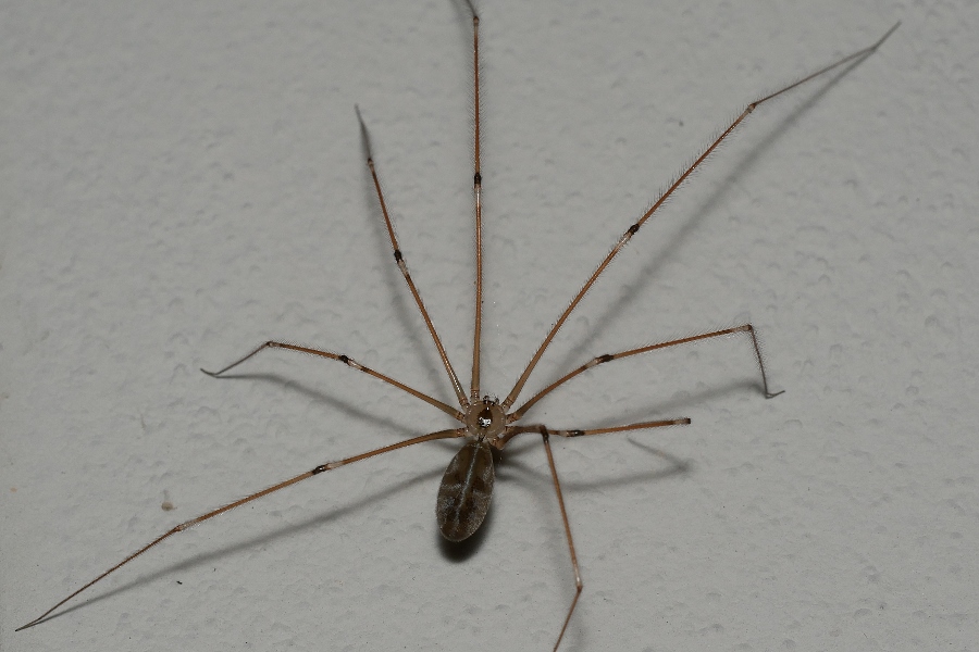 Pholcus phalangioides?