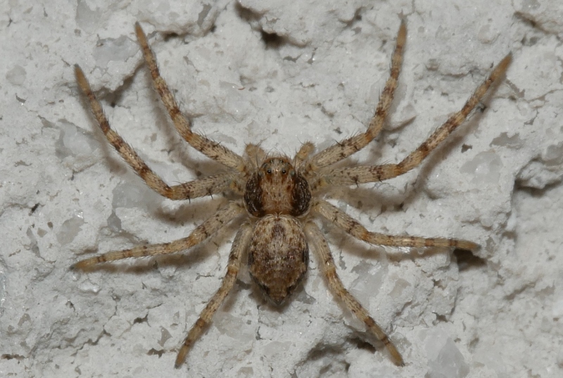 Philodromus ?