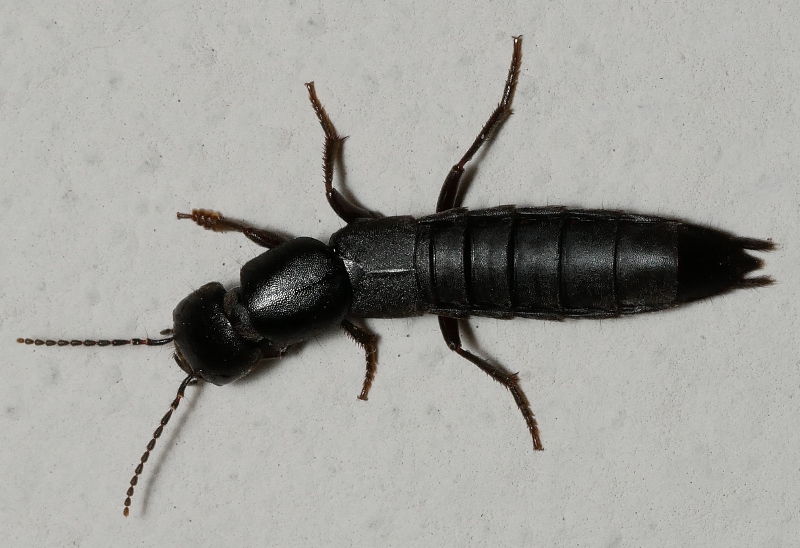 Staphylinidae da identificare.