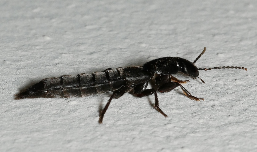 Staphylinidae da identificare.