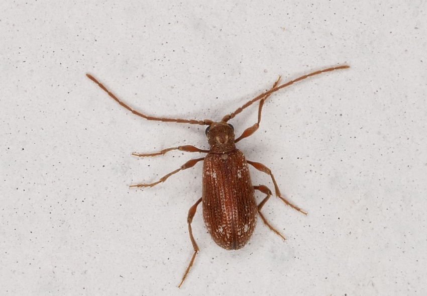 Ptinus calcarathus ?