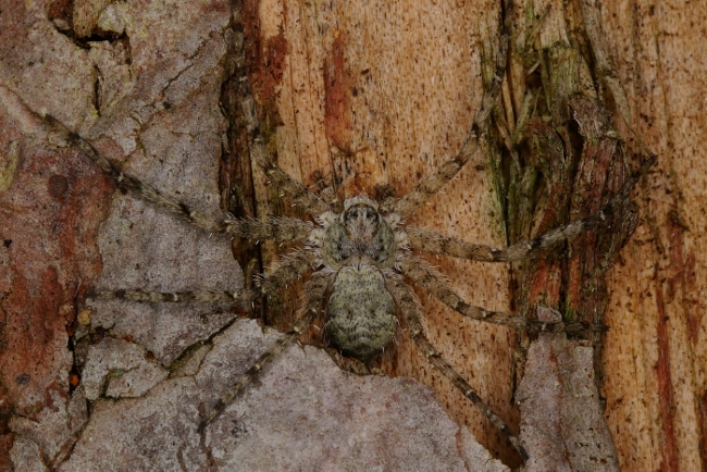 Philodromus margaritatus ?