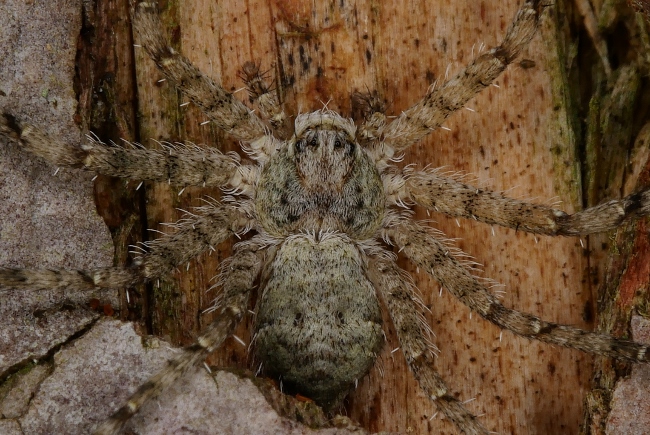 Philodromus margaritatus ?