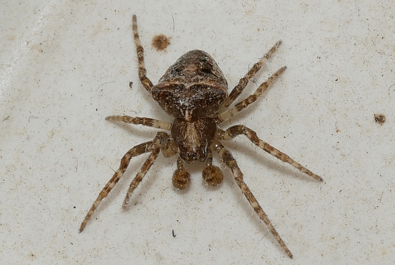 Araneus angulatus ?