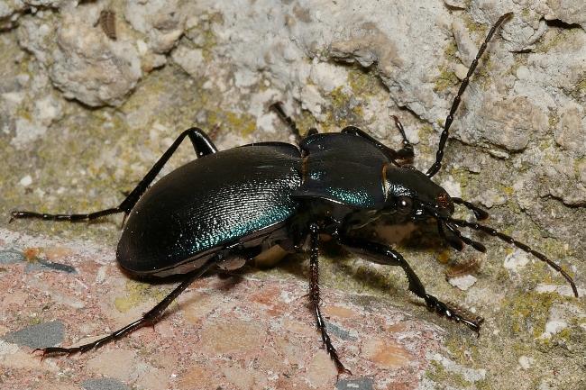 Carabidae: maschio di Carabus (Tomocarabus) convexus